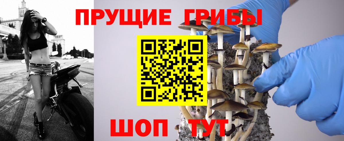 Псилоцибиновые грибы GOLDEN TEACHER  Вход с VPN  Псилоцибиновые грибы Cubensis  Славгород 